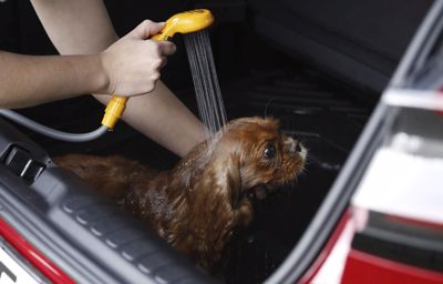 Ford hyllar Alla hundars dag med pop-up-spa – i bagageutrymmet på nya Ford Puma
